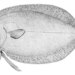 Sash Flounder - Photo Wikimedia Commons, no known copyright restrictions (public domain)