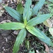 Pollia crispata - Photo 由 bennybotany85 所上傳的 (c) bennybotany85，保留部份權利CC BY-NC