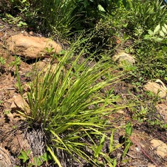 Dichanthelium linearifolium