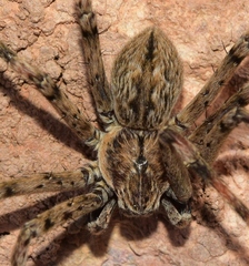 Eusparassus levantinus