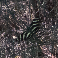 Heliconius charithonia ramsdeni