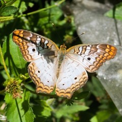 Anartia jatrophae guantanamo