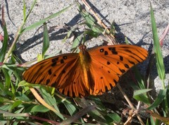 Dione vanillae
