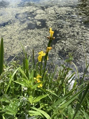 Iris pseudacorus