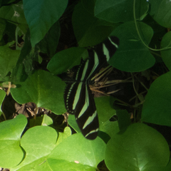 Heliconius charithonia ramsdeni