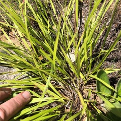 Dichanthelium linearifolium