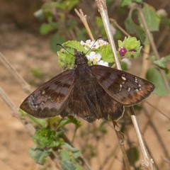 Ephyriades brunnea brunnea