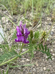 Astragalus davuricus