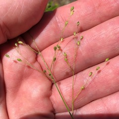 Dichanthelium linearifolium