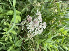Heracleum sphondylium