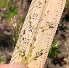 Dichanthelium linearifolium