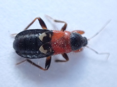 Prostemma sanguineum