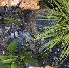 Dichanthelium linearifolium