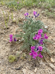 Oxytropis lanata