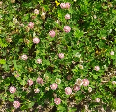 Trifolium hybridum