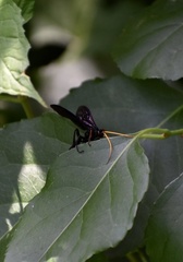 Gnamptopelta obsidianator