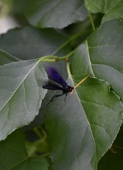 Gnamptopelta obsidianator