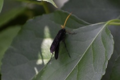 Gnamptopelta obsidianator