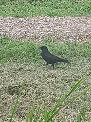 Corvus corone