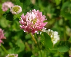 Trifolium hybridum