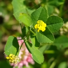 Medicago lupulina