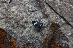 Diaethria anna