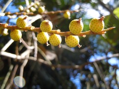 Calamus moti