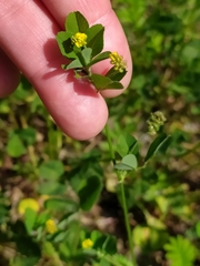 Medicago lupulina