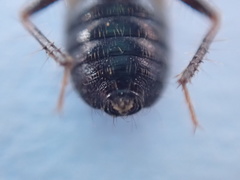 Prostemma sanguineum