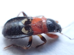 Prostemma sanguineum