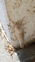 Phragmataecia castaneae