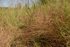 Schizachyrium brevifolium