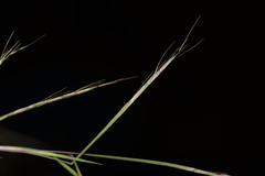 Schizachyrium brevifolium