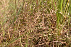 Schizachyrium brevifolium