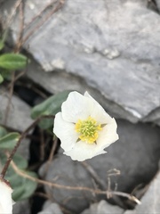 Ranunculus parnassifolius