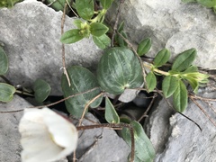 Ranunculus parnassifolius
