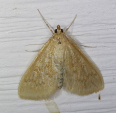 Framinghamia helvalis