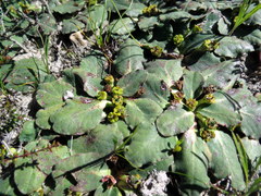 Euphorbia ecklonii
