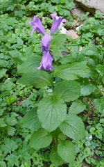 Campanula latifolia