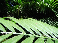 Calamus moti