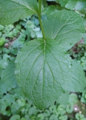 Campanula latifolia
