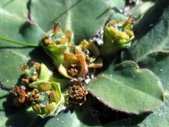 Euphorbia ecklonii