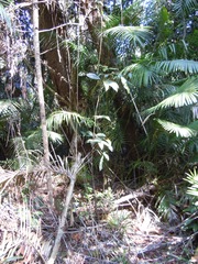 Calamus moti