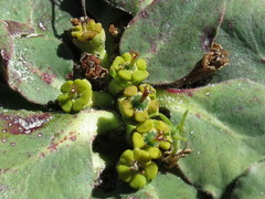 Euphorbia ecklonii