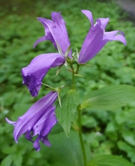 Campanula latifolia