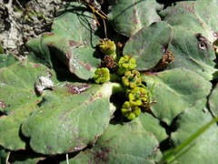 Euphorbia ecklonii