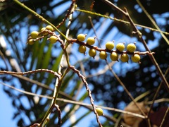 Calamus moti