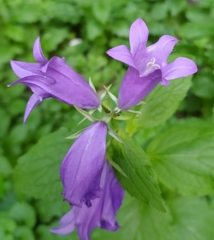 Campanula latifolia