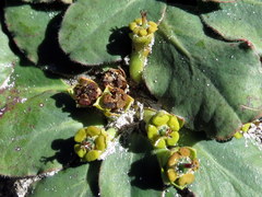 Euphorbia ecklonii