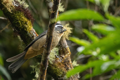 Saltator maxillosus